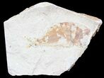 Cretaceous Fossil Fish (Diplomystus) - Lebanon #53946-1
